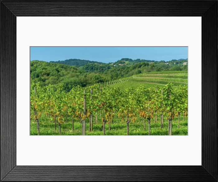 Framed Print : Italy, Friuli Venezia Giulia. a typical landscape of the Collio area, famous for its wines and vineyards Framed Print : Italy, Friuli Venezia Giulia. a typical landscape of the Collio area, famous for its wines and vineyards