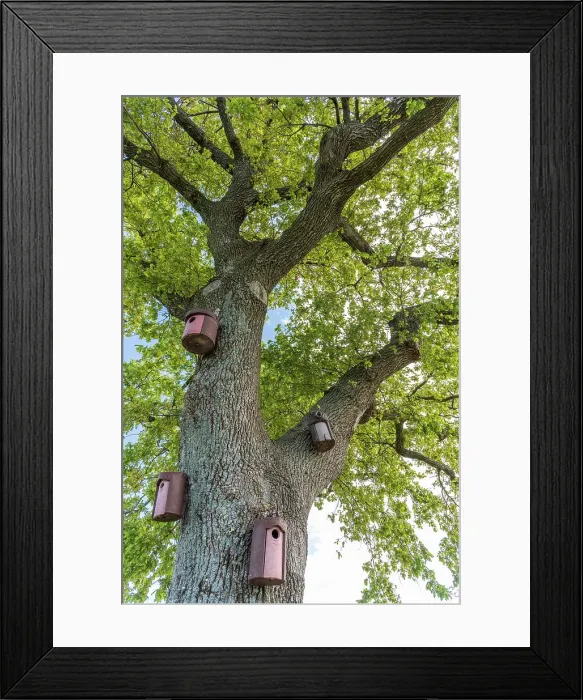 Framed Print : Italy, Friuli Venezia Giulia. An old oak tree with bird houses Framed Print : Italy, Friuli Venezia Giulia. An old oak tree with bird houses