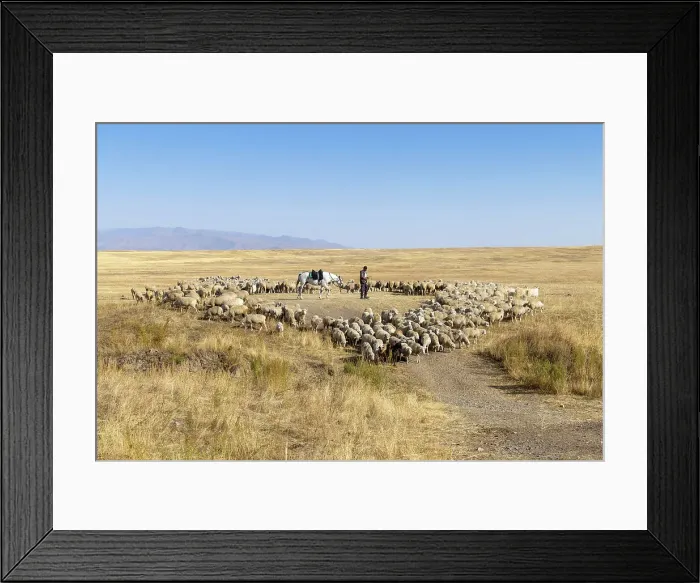 Framed Print : Kazakhstan, Saty, sheep are rounded up on the plateau near Saty village Framed Print : Kazakhstan, Saty, sheep are rounded up on the plateau near Saty village