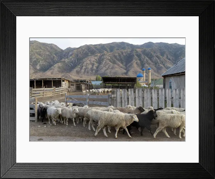 Framed Print : Kazakhstan, Saty, sheep leave the farm and head to the grassy pastures Framed Print : Kazakhstan, Saty, sheep leave the farm and head to the grassy pastures