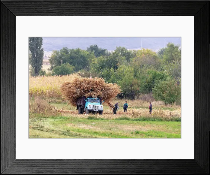 Framed Print : Kyrgyzstan, Issyk Kul Lake, men load up a lorry with maize stalks Framed Print : Kyrgyzstan, Issyk Kul Lake, men load up a lorry with maize stalks
