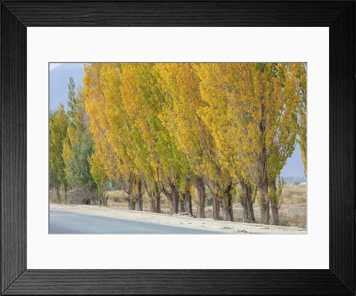 Framed Print : Kyrgyzstan, Issyk Kul Lake, a row of poplar trees in the autumn