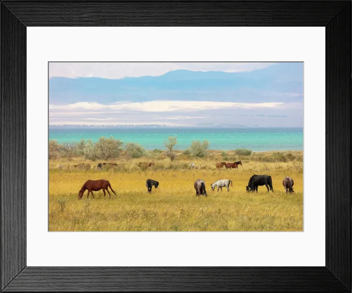 Framed Print : Kyrgyzstan, Issyk Kul Lake, horses graze near the lake Framed Print : Kyrgyzstan, Issyk Kul Lake, horses graze near the lake
