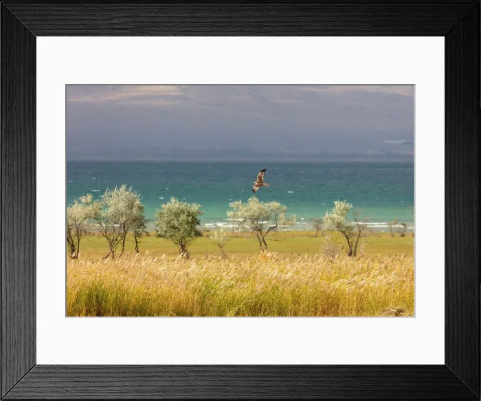 Framed Print : Kyrgyzstan, Issyk Kul Lake, a bird of prey flies by the turquoise lake Framed Print : Kyrgyzstan, Issyk Kul Lake, a bird of prey flies by the turquoise lake