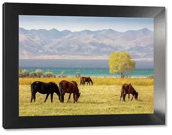 Kyrgyzstan, Issyk Kul Lake, horses graze near the lake