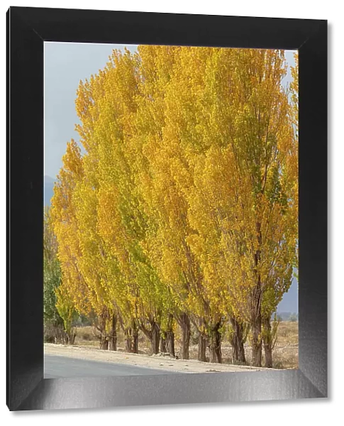 Kyrgyzstan, Issyk Kul Lake, a row of poplar trees in the autumn