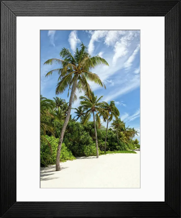 Framed Print : Palm trees on a tropical beach, Baa Atoll, Maldives Framed Print : Palm trees on a tropical beach, Baa Atoll, Maldives