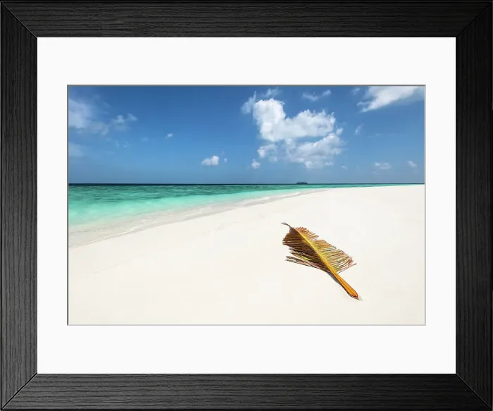 Framed Print : A palm tree leaf brought over by waves to a deserted sandbank in the Indian Ocean, Baa Atoll, Maldives Framed Print : A palm tree leaf brought over by waves to a deserted sandbank in the Indian Ocean, Baa Atoll, Maldives