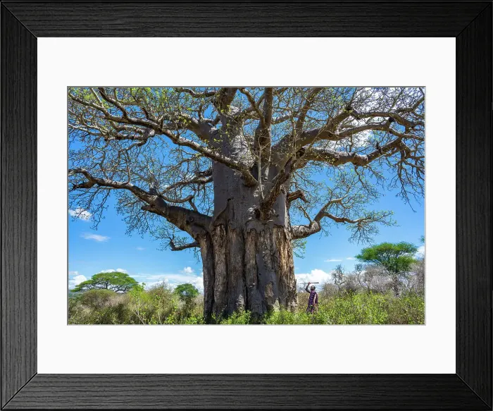 Framed Print : Africa, Tanzania, Manyara region, a Msai man near a baobab with his spear Framed Print : Africa, Tanzania, Manyara region, a Msai man near a baobab with his spear