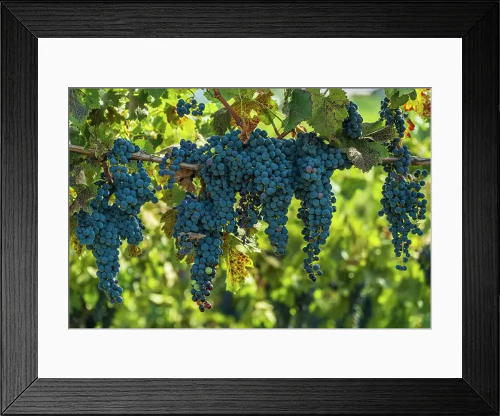 Framed Print : Slovenia, Brda. ripe red grapes Framed Print : Slovenia, Brda. ripe red grapes