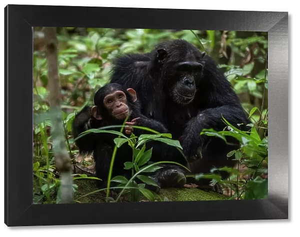 Africa, Tanzania, Mahale Mountains National Park. A female chimpanzee with her cub