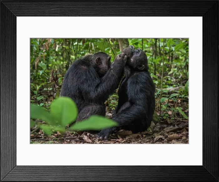 Framed Print : Africa, Tanzania, Mahale Mountains National Park. two male chimps grooming Framed Print : Africa, Tanzania, Mahale Mountains National Park. two male chimps grooming