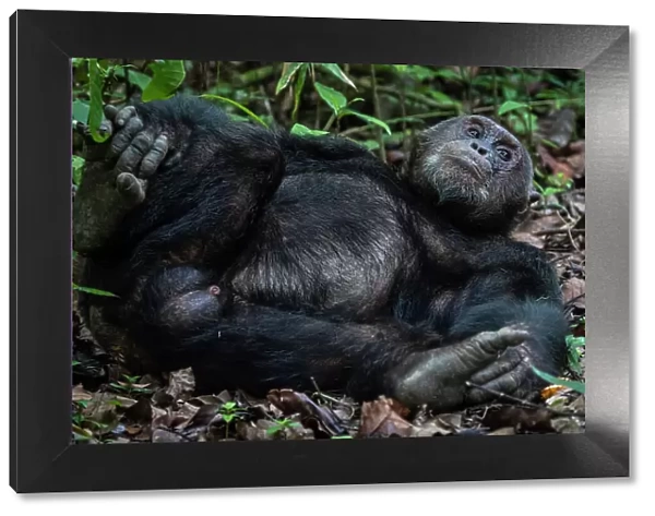 Africa, Tanzania, Mahale Mountains National Park. A portrait of a male chimpanzee