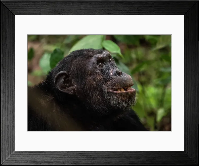 Framed Print : Africa, Tanzania, Mahale Mountains National Park. A portrait of a male chimpanzee Framed Print : Africa, Tanzania, Mahale Mountains National Park. A portrait of a male chimpanzee