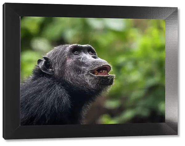 Africa, Tanzania, Mahale Mountains National Park. A portrait of a male chimpanzee