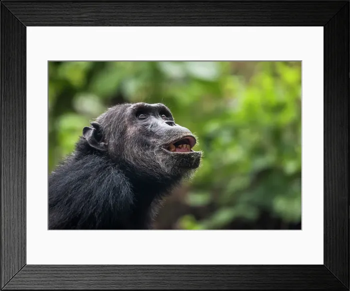Framed Print : Africa, Tanzania, Mahale Mountains National Park. A portrait of a male chimpanzee