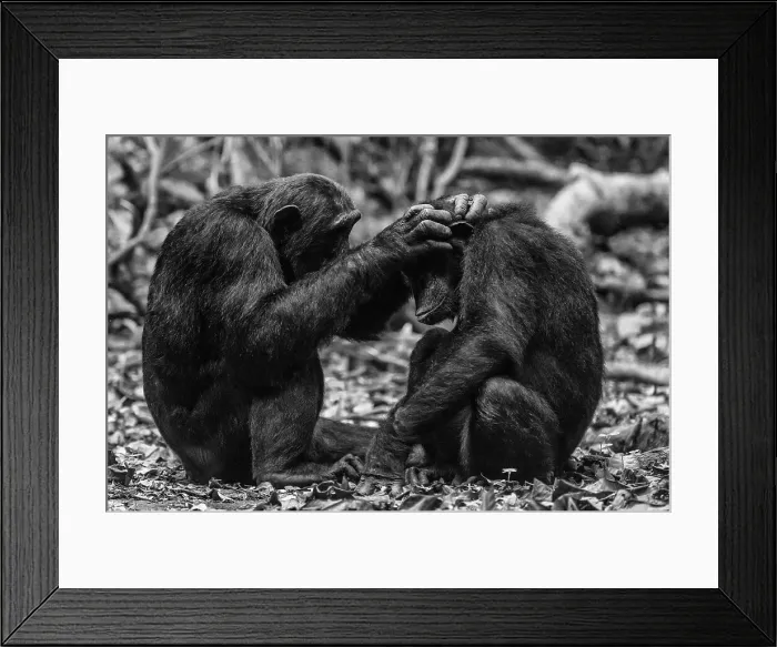 Framed Print : Africa, Tanzania, Mahale Mountains National Park. Black and white picture of two chimps grooming