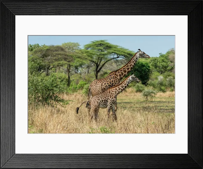 Framed Print : Africa, Tanzania, Katavi National Park. A female giraffe and her calf