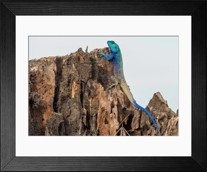 Framed Print : Blue-headed tree agama, Katavi National Park, Tanzania Framed Print : Blue-headed tree agama, Katavi National Park, Tanzania