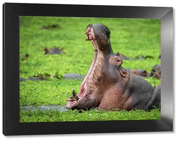 Africa, Tanzania, Katavi National Park. hippo yawning