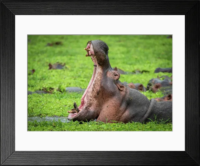 Framed Print : Africa, Tanzania, Katavi National Park. hippo yawning Framed Print : Africa, Tanzania, Katavi National Park. hippo yawning