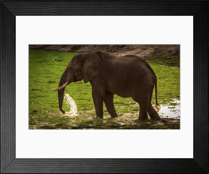 Framed Print : Africa, Tanzania, Katavi National Park. An elephant bull drinking at the hippo pool at sunset Framed Print : Africa, Tanzania, Katavi National Park. An elephant bull drinking at the hippo pool at sunset