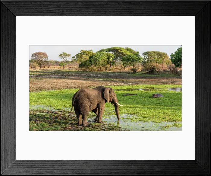 Framed Print : Africa, Tanzania, Katavi National Park. An elephant bull drinking at the hippo pool at sunset Framed Print : Africa, Tanzania, Katavi National Park. An elephant bull drinking at the hippo pool at sunset