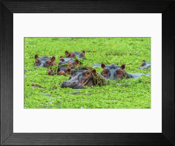 Framed Print : Africa, Tanzania, Katavi National Park. Some hippos in a pool with water lillies