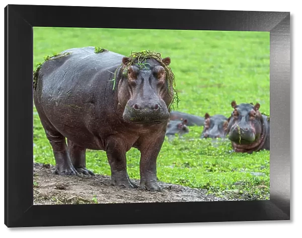Africa, Tanzania, Katavi National Park. A hippo out of the water with some grass on its head