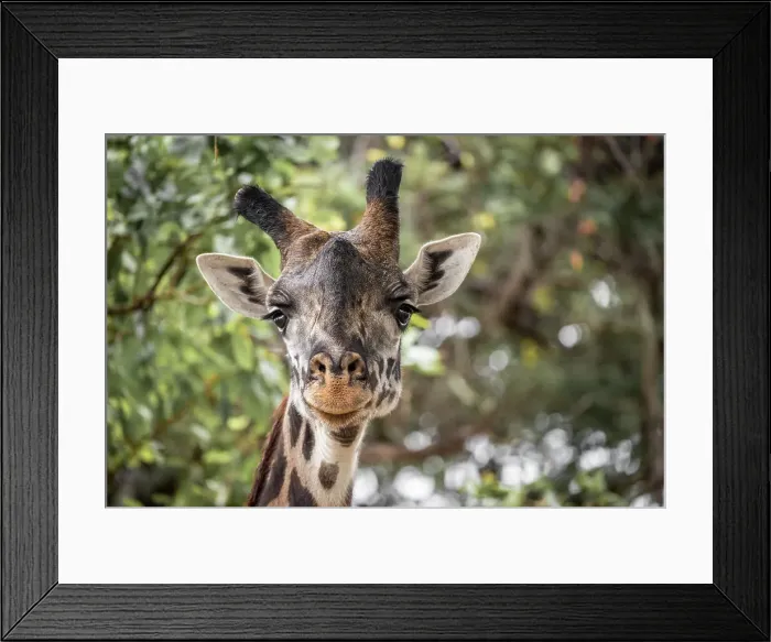 Framed Print : Africa, Tanzania, Katavi National Park. portrait of a giraffe Framed Print : Africa, Tanzania, Katavi National Park. portrait of a giraffe