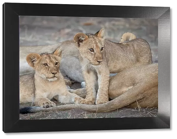 Africa, Tanzania, Katavi National Park. young lion cubs