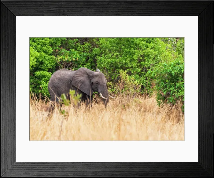Framed Print : Africa, Tanzania, Katavi National Park. An elephant walking