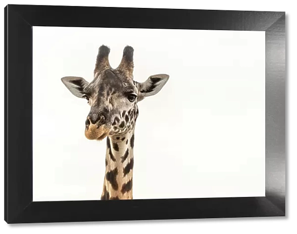 Africa, Tanzania, Katavi National Park. portrait of a female giraffe