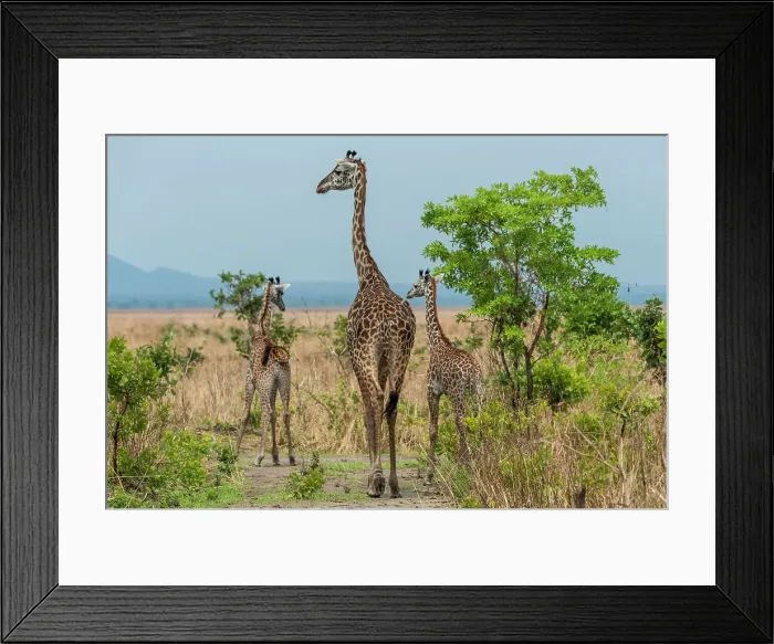 Framed Print : Africa, Tanzania, Katavi National Park. A giraffe family Framed Print : Africa, Tanzania, Katavi National Park. A giraffe family