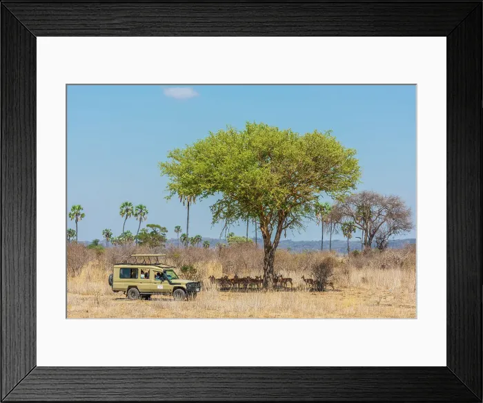 Framed Print : Africa, Tanzania, Ruaha National Park. A herd of impala under a tree Framed Print : Africa, Tanzania, Ruaha National Park. A herd of impala under a tree