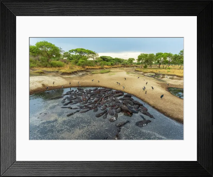 Framed Print : Africa, Tanzania, Katavi National Park. A hippo pool in the river bed at the end of the dry season