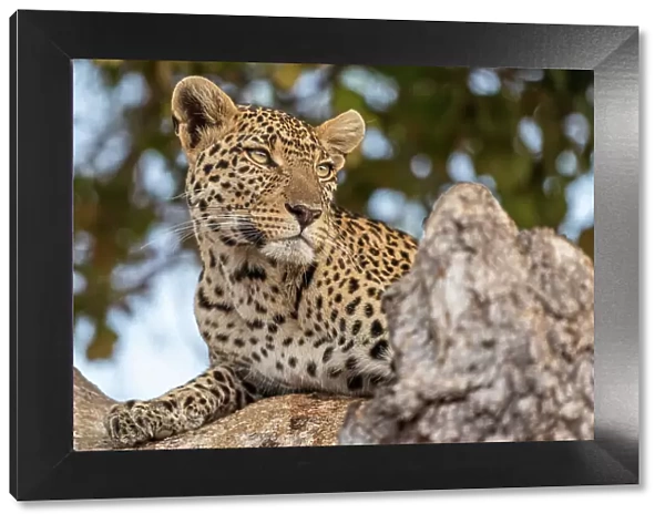 Africa, Tanzania, Ruaha National Park. A beautiful young leopard in a tree