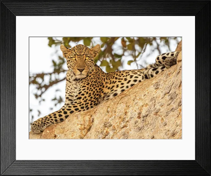 Framed Print : Africa, Tanzania, Ruaha National Park. A beautiful young leopard in a tree
