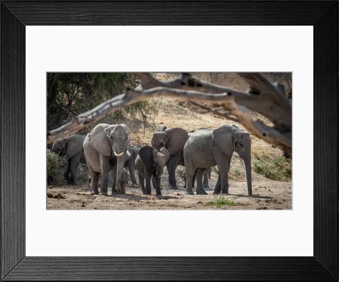 Framed Print : Africa, Tanzania, Ruaha National Park. An elephant herd in a dry riverbed Framed Print : Africa, Tanzania, Ruaha National Park. An elephant herd in a dry riverbed