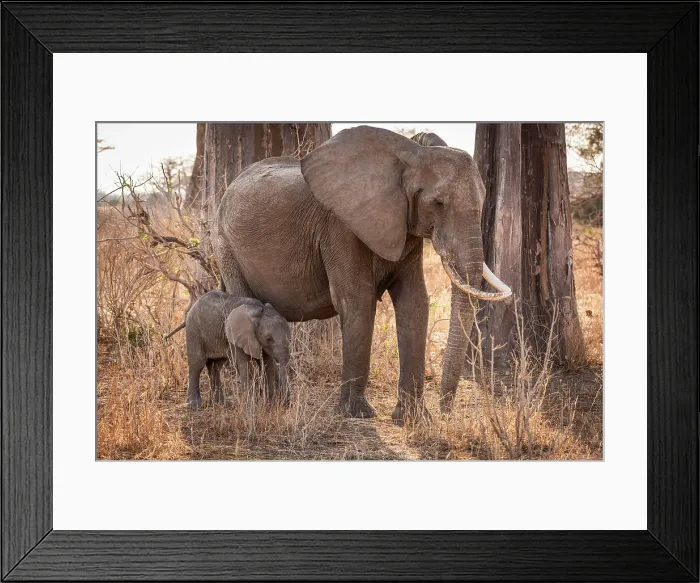 Framed Print : Africa, Tanzania, Ruaha National Park. A female elephant with baby Framed Print : Africa, Tanzania, Ruaha National Park. A female elephant with baby
