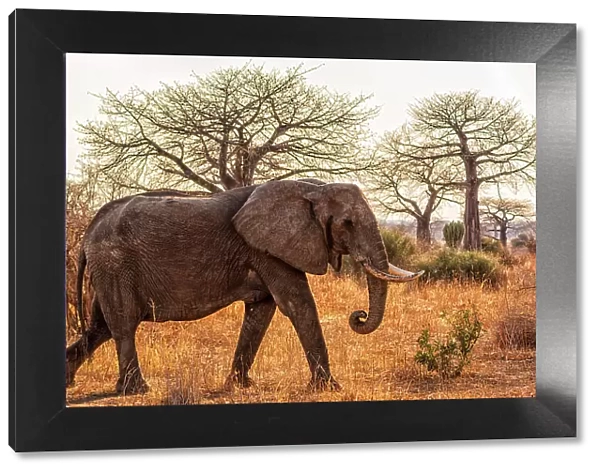 Africa, Tanzania, Ruaha National Park. A female elephant with baby walking with some baobab trees in the background