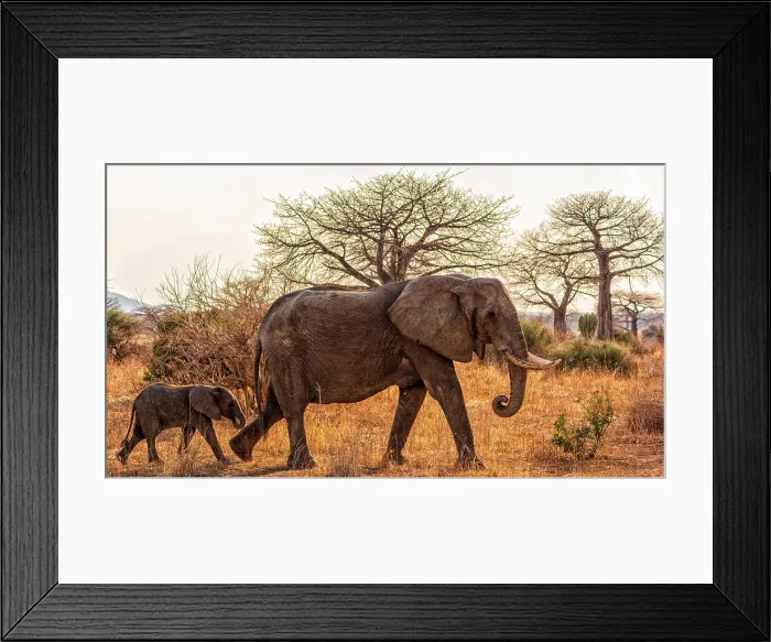 Framed Print : Africa, Tanzania, Ruaha National Park. A female elephant with baby walking with some baobab trees in the background Framed Print : Africa, Tanzania, Ruaha National Park. A female elephant with baby walking with some baobab trees in the background