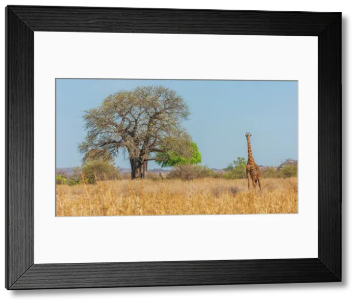 Framed Print : Africa, Tanzania, Ruaha National Park. A giraffe walking by a baobab tree Framed Print : Africa, Tanzania, Ruaha National Park. A giraffe walking by a baobab tree