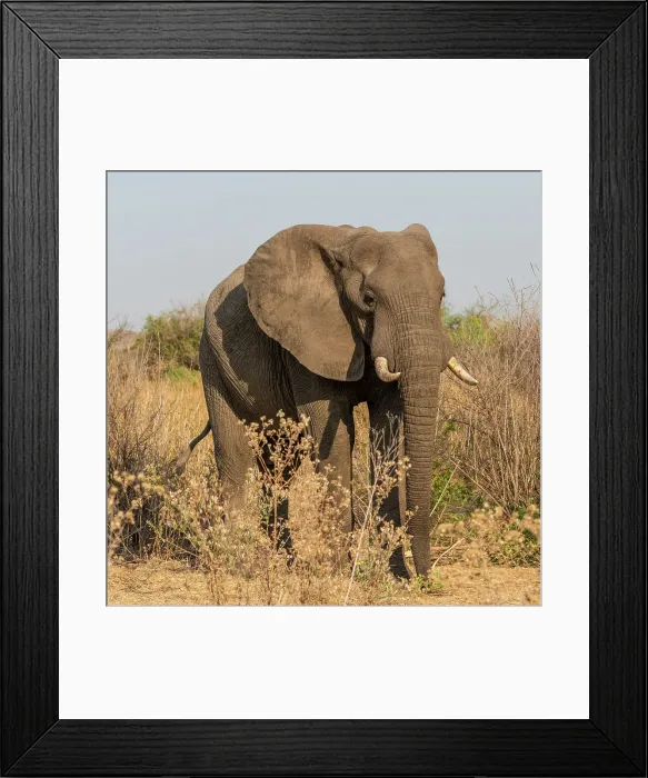 Framed Print : Africa, Tanzania, Ruaha National Park. Elephant Framed Print : Africa, Tanzania, Ruaha National Park. Elephant
