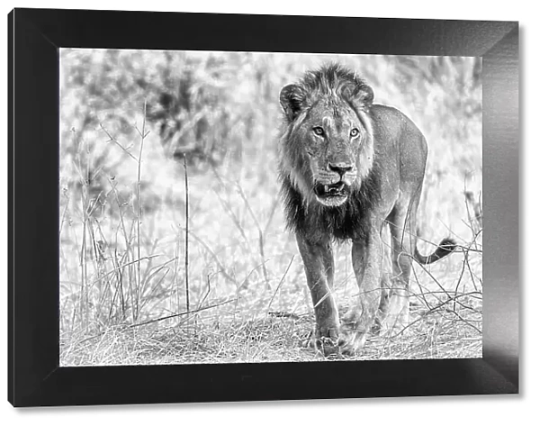 Africa, Tanzania, Ruaha National Park. a black and white portrait of a beautiful young male lion
