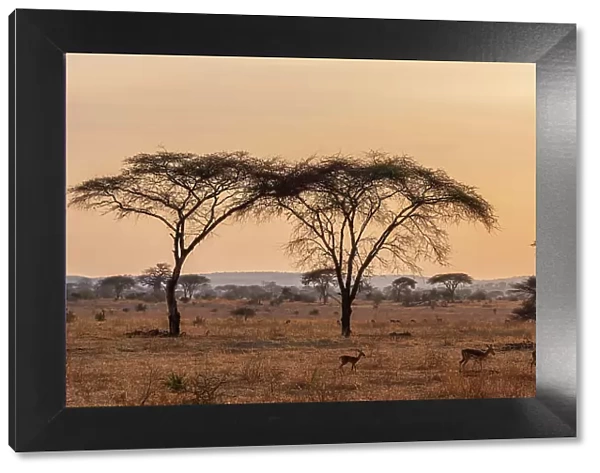 Africa, Tanzania, Ruaha National Park. Impalas and acacias in the morning light