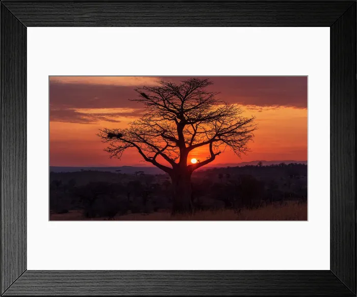 Framed Print : Africa, Tanzania, Ruaha National Park. Sunrise with baobab Framed Print : Africa, Tanzania, Ruaha National Park. Sunrise with baobab
