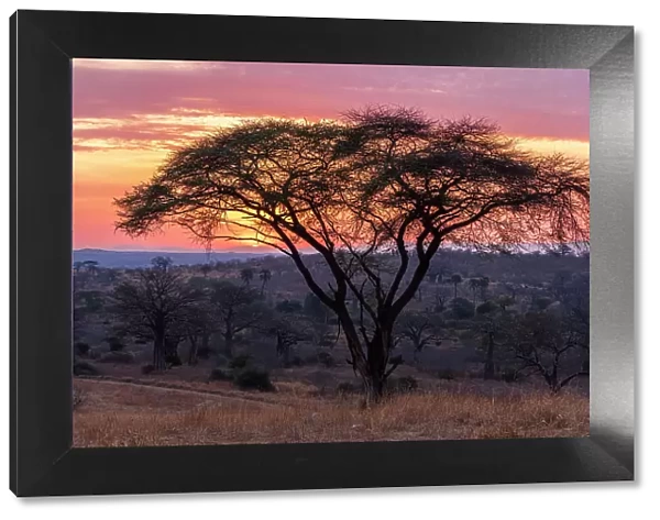 Africa, Tanzania, Ruaha National Park. Sunrise with acacia tree