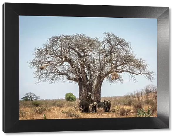 Africa, Tanzania, Ruaha National Park. An elephant herd gathers in the shade of a baobab tree