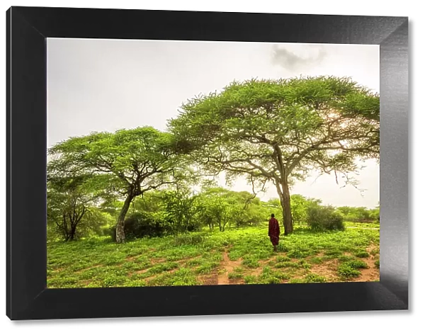 Africa, Tanzania, Manyara Region. A msai man standing in the bush near to some acacia trees